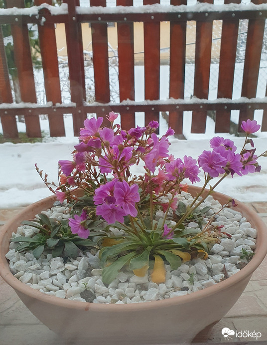 Kitartó Lewisia