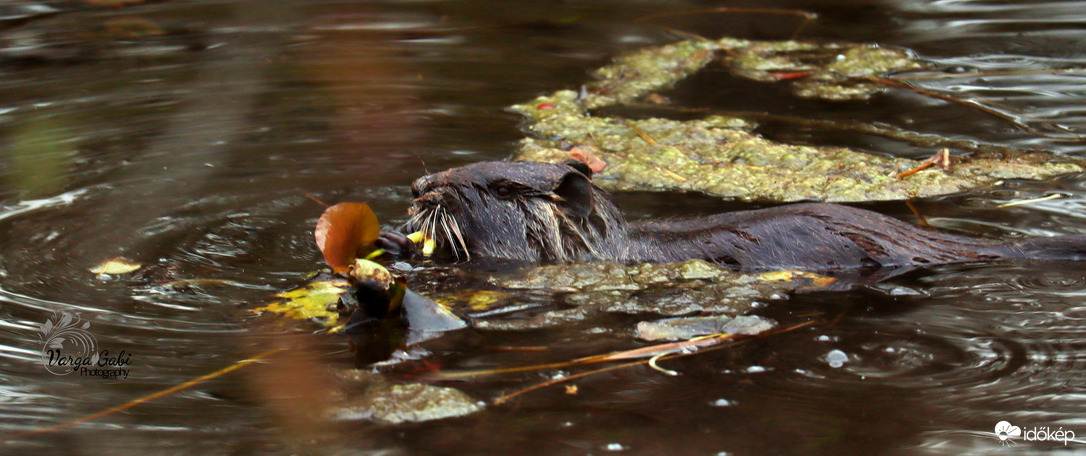 Nutria 