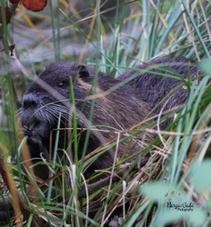 Nutria uzsonna