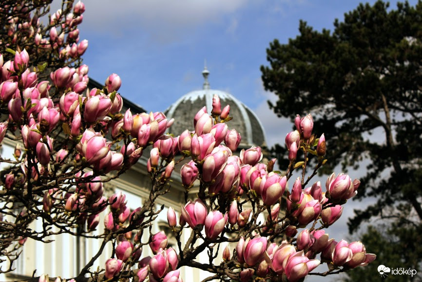 Tulipánfa Keszthely kastélypark