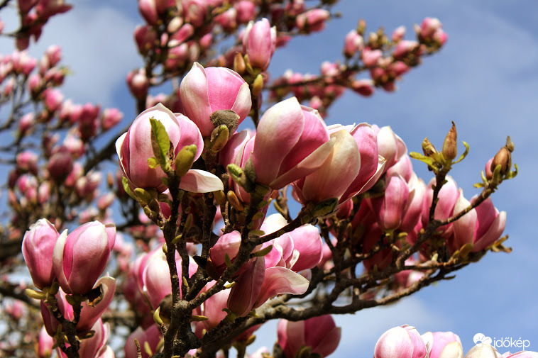 Tulipánfa Keszthely kastélypark