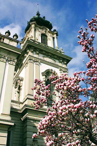 Tulipánfa Keszthely kastélypark