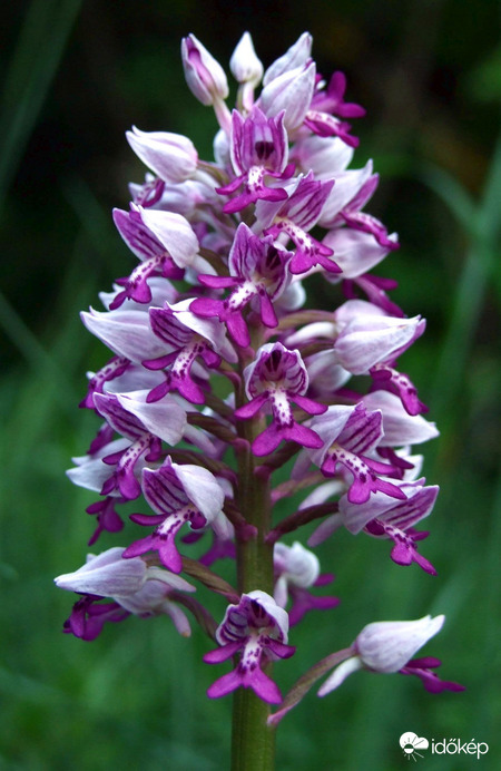 Vitéz kosbor - Orchidea-félék