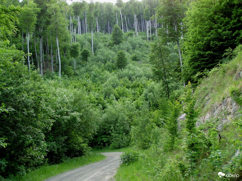 A Börzsönyben májusban