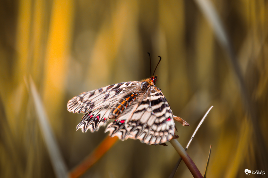 Farkasalma lepke