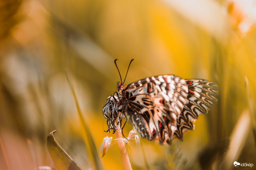 Farkasalma lepke