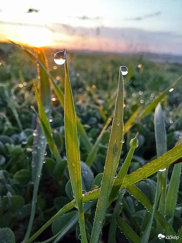 Esőcseppesen