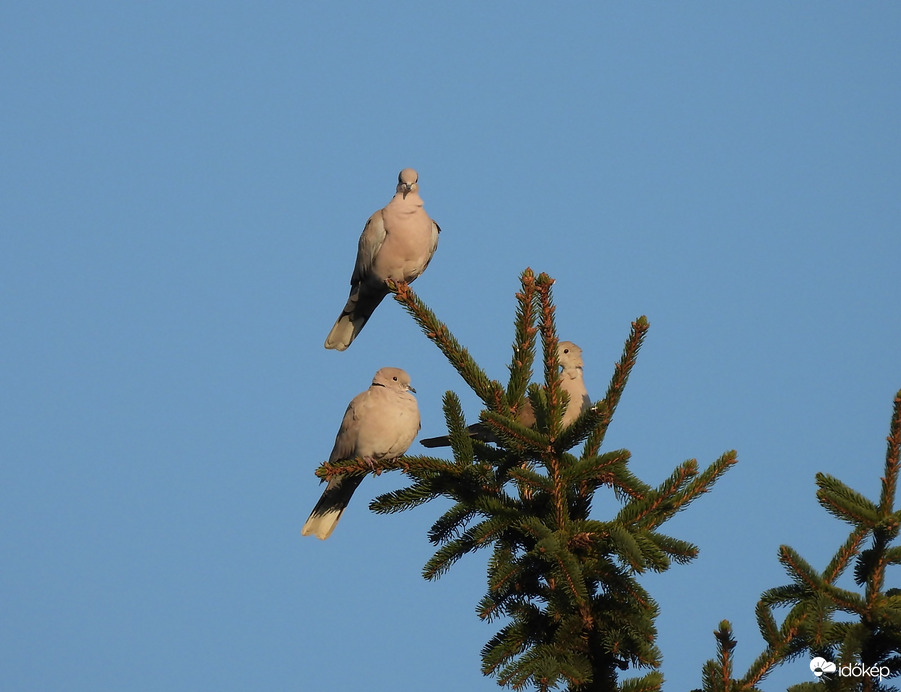 Pihenés