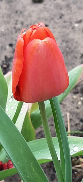 A piros tulipánt