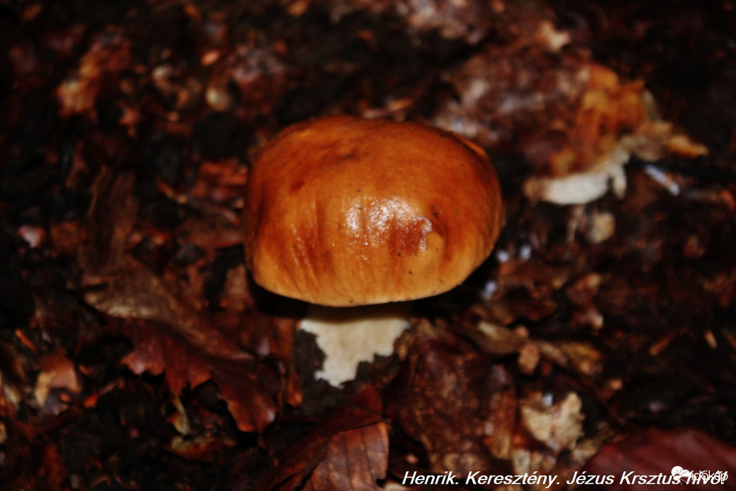 ízletes vargánya (Boletus edulis)