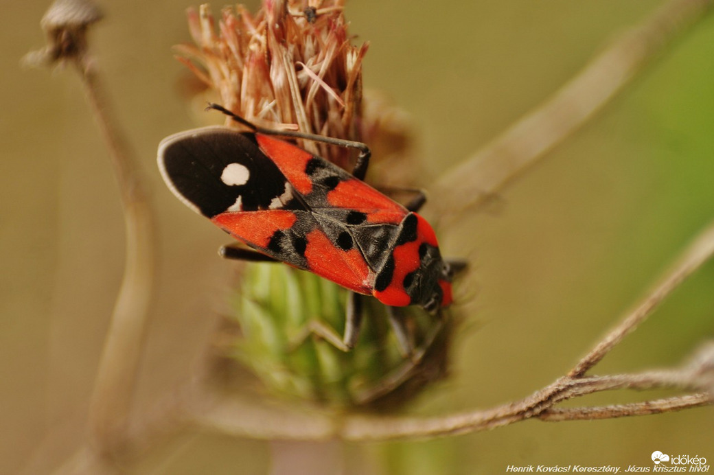 verőköltő bodobács (Pyr­­­­rho­­­coris apterus) 