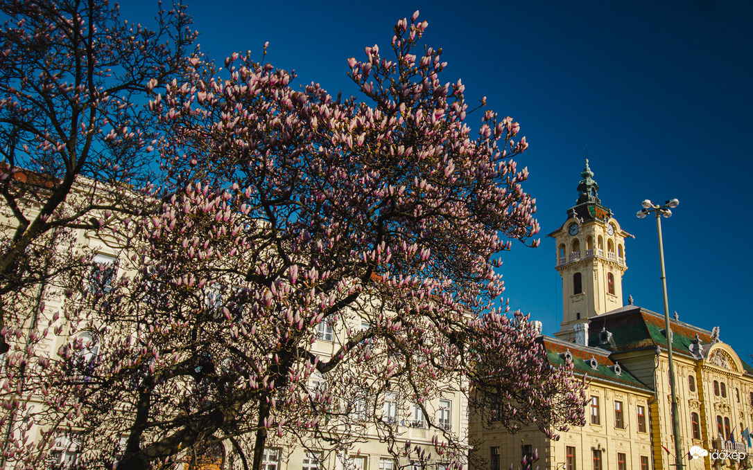 Szeged csodálatos magnóliái lassan kinyitják szirmaikat