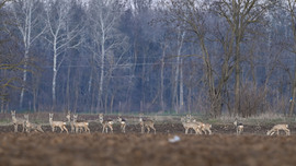 Figyelő tekintetek 