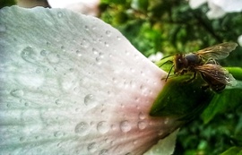 Esőcseppes méhecske