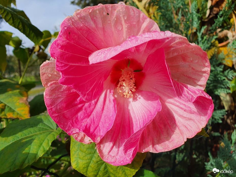 Az utolsó mocsári hibiszkusz virág idén