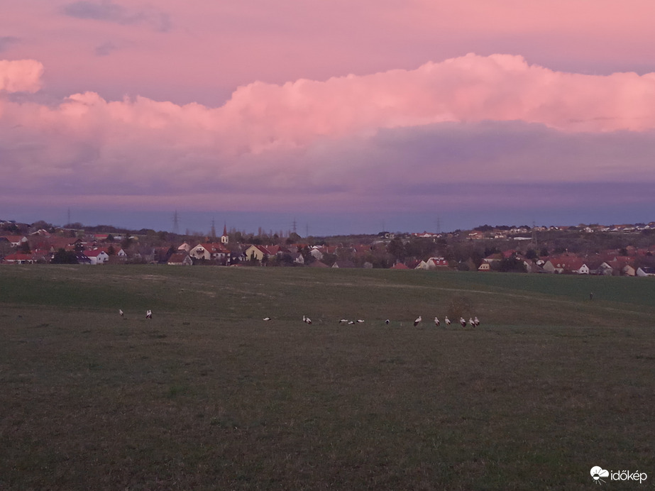 Gyülekező gólyák