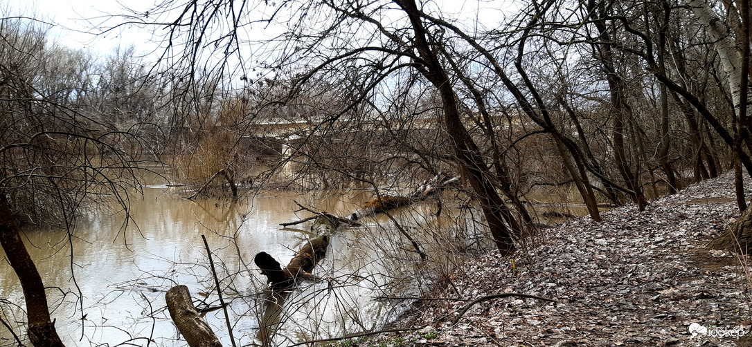 Algyő Tisza