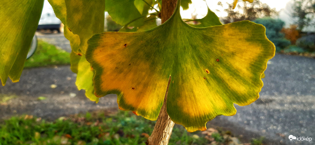 Ginkgo leveleken is elindult az ősz az útjára :)