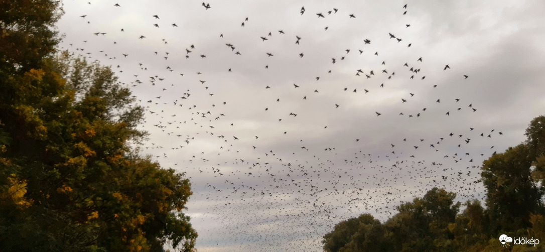 Seregélyek a Tisza felett