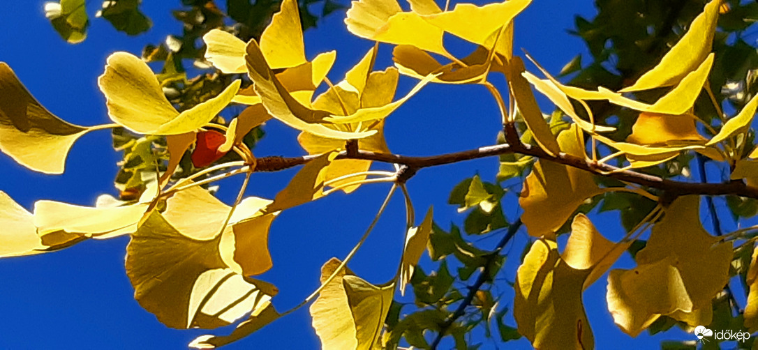 Ginkgo Biloba az őszi napfényben :)