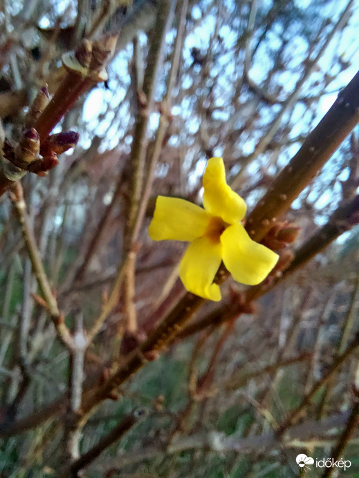 Aranyeső decemberben 