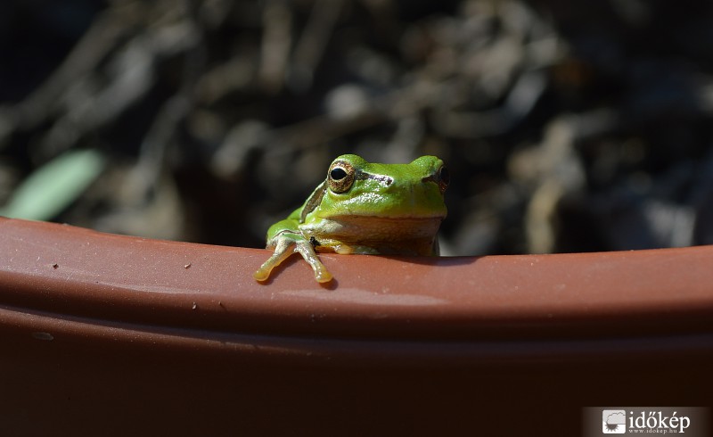 Napozgatás :)