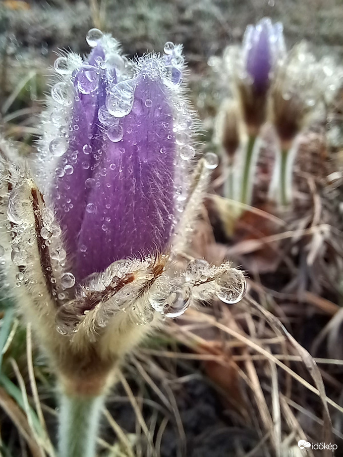 harmatos reggel, leánykökörcsinnel