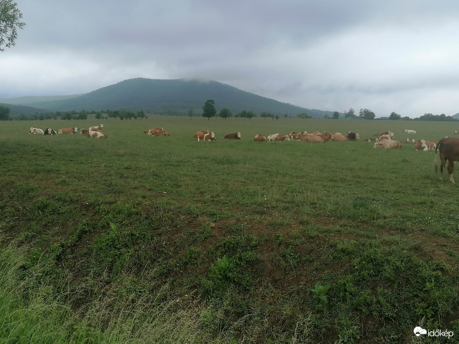 Délelőtti pihenés a mezőn 