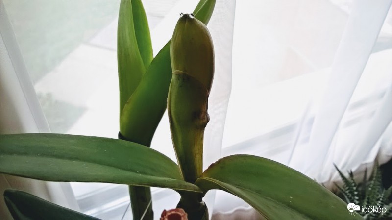 Cattleya orchidea bimbója.