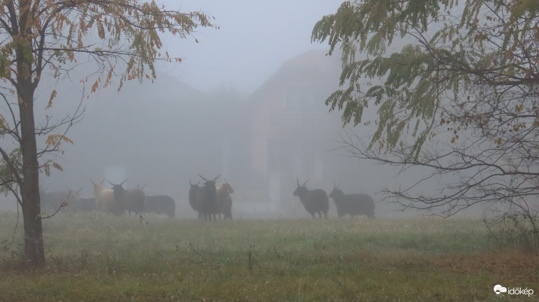 Racka juhok a reggeli ködben.