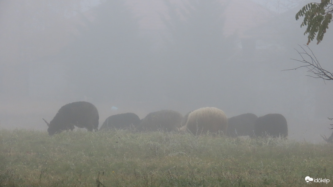 Racka juhok a reggeli ködben.