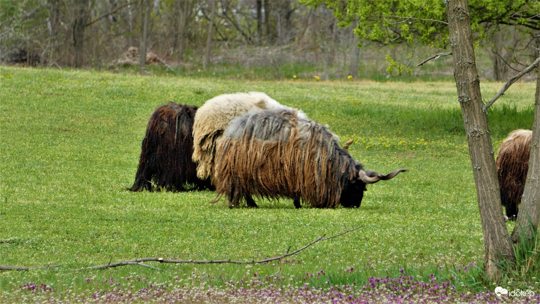 Rackák.