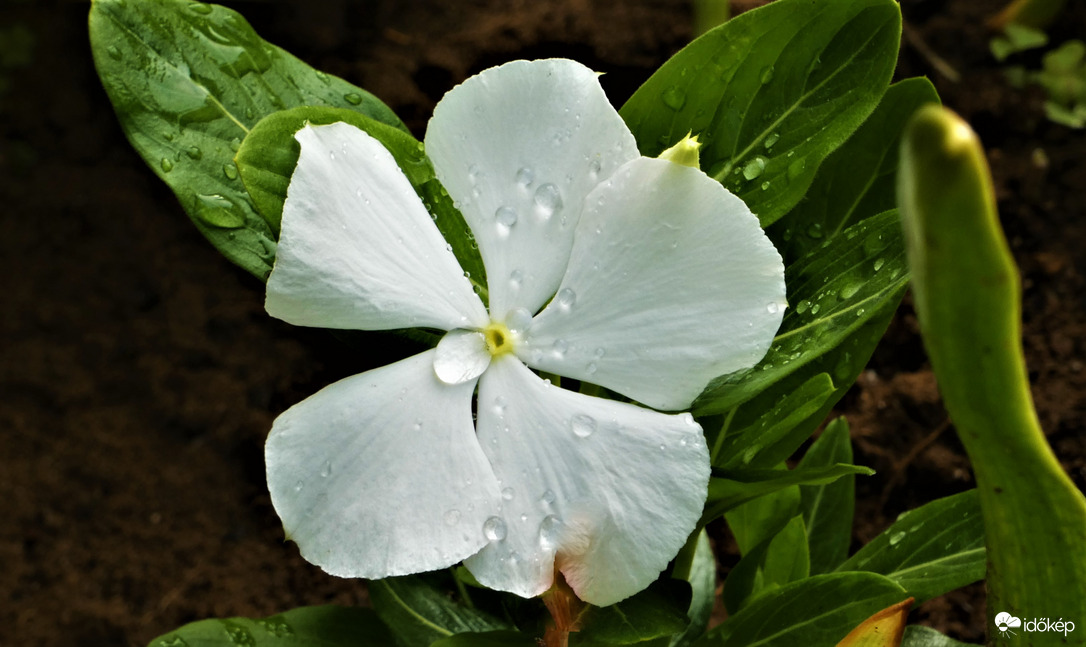 Vinca