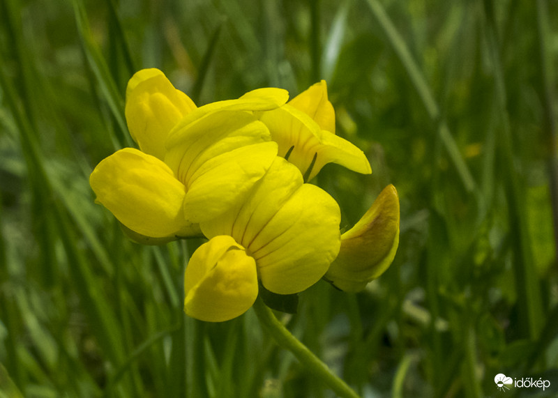 Szarvaskerep (Lotus corniculatus) 