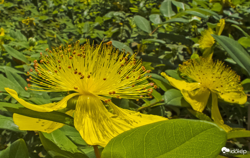 Örökzöld orbáncfű (Hypericum calycinum)