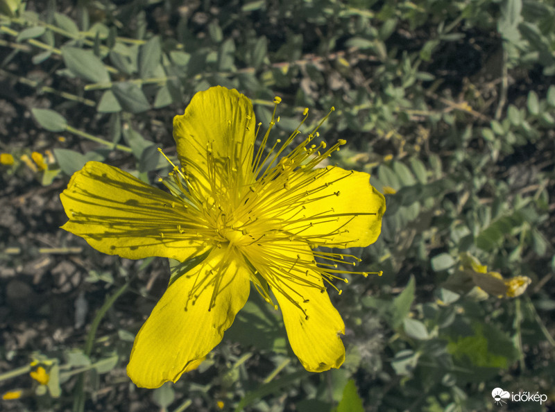 Olimposzi orbáncfű (Hypericum olympicum)