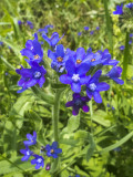 Orvosi atracél (Anchusa officinalis)