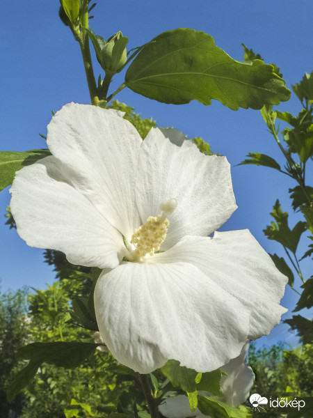 Fehér virágú mályvacserje (Hibiscus syriacus 'Diana')