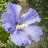 Kék virágú mályvacserje (Hibiscus syriacus ’Oiseau Bleu’)