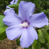 Kék virágú mályvacserje (Hibiscus syriacus ’Oiseau Bleu’)