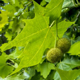 Juharlevelű platán (Platanus x acerifolia)