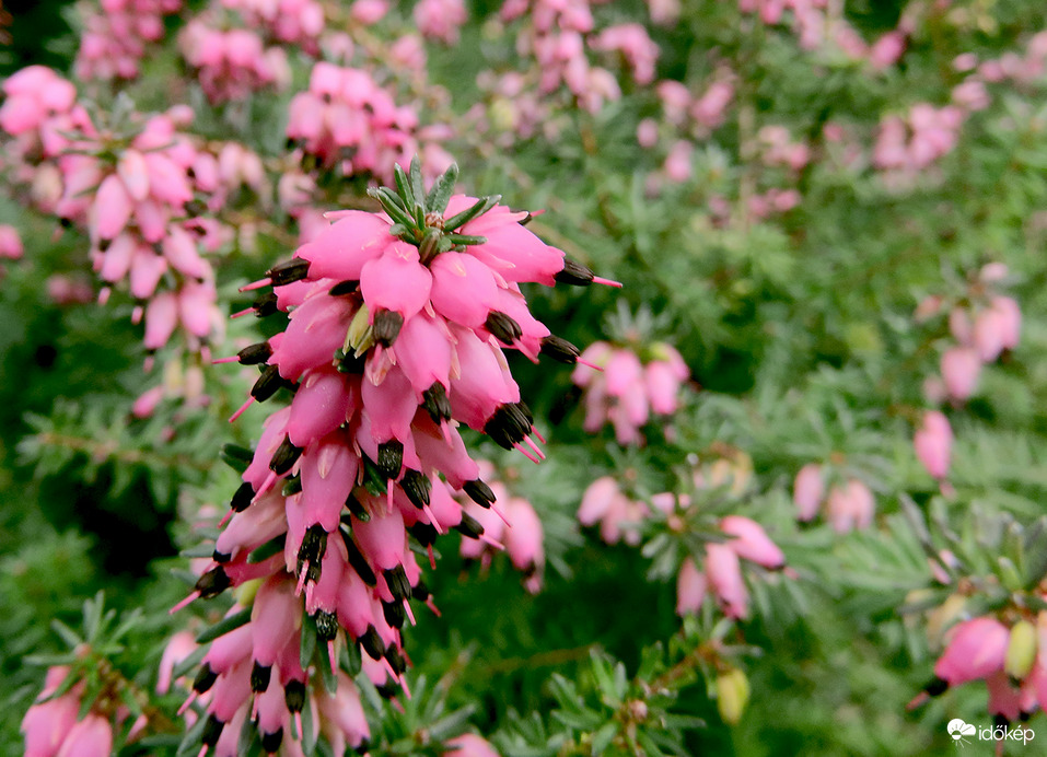 Alpesi hanga (Erica carnea)  