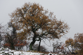 Eremény-tetőn