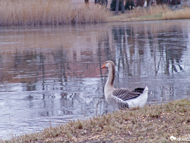 Hetényegyháza