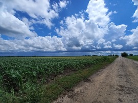 kardosildikodora fotója