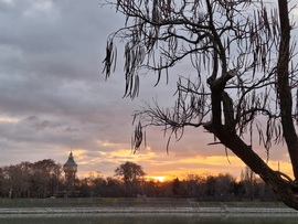 Napkelte a Margitsziget felett.