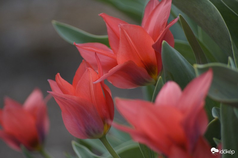 Harlekin tulipán