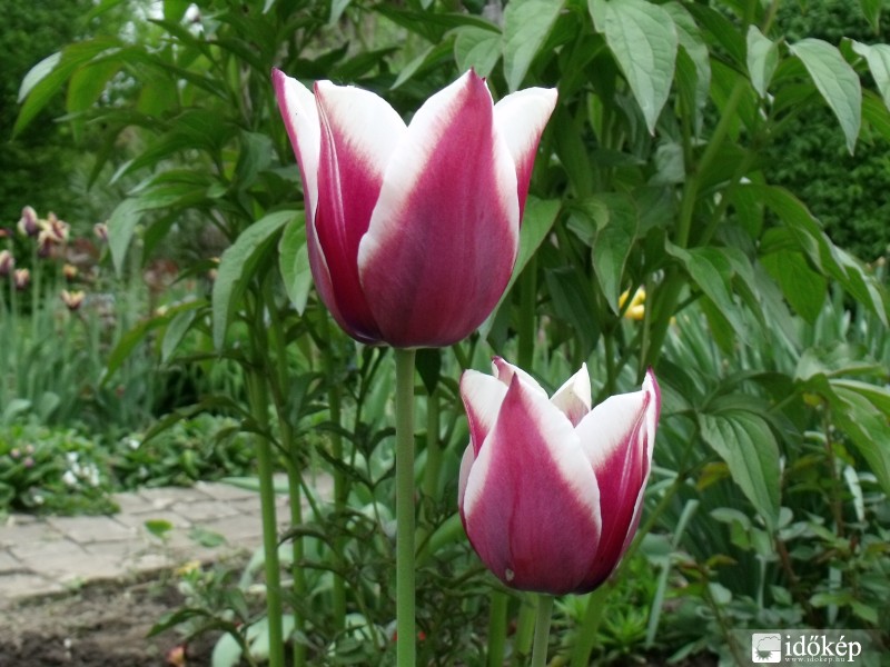 Tulipánok.