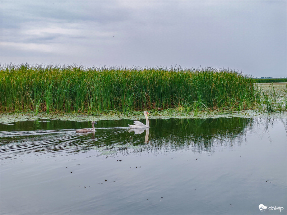 Tisza-tó