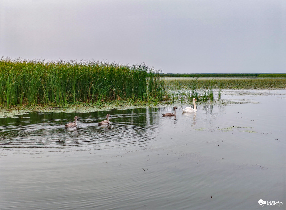 Tisza-tó